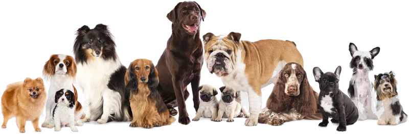 A group of dogs of many breeds and sizes sitting together