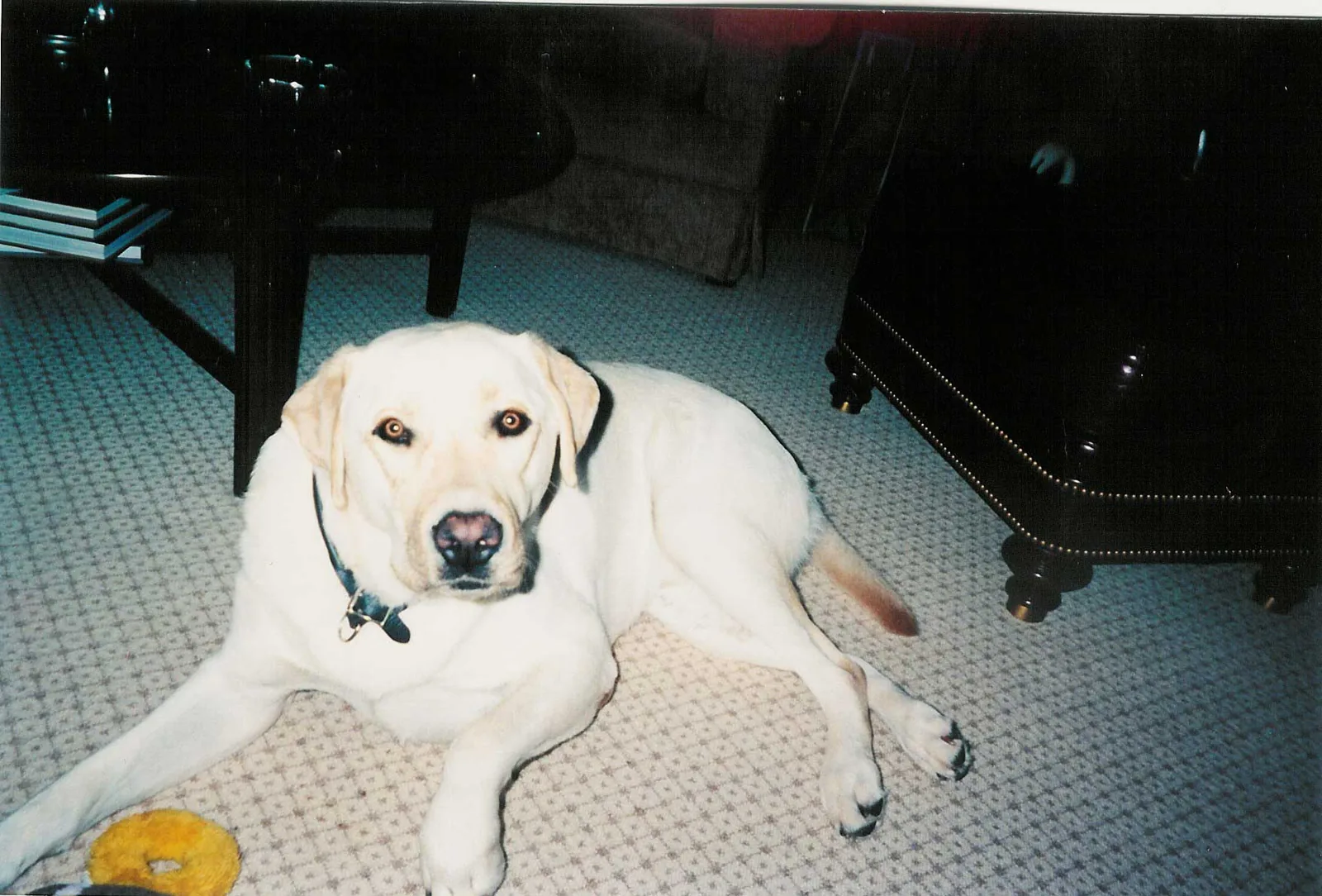 Photo submitted with Cat Brookhart’s K9-Rx testimonial