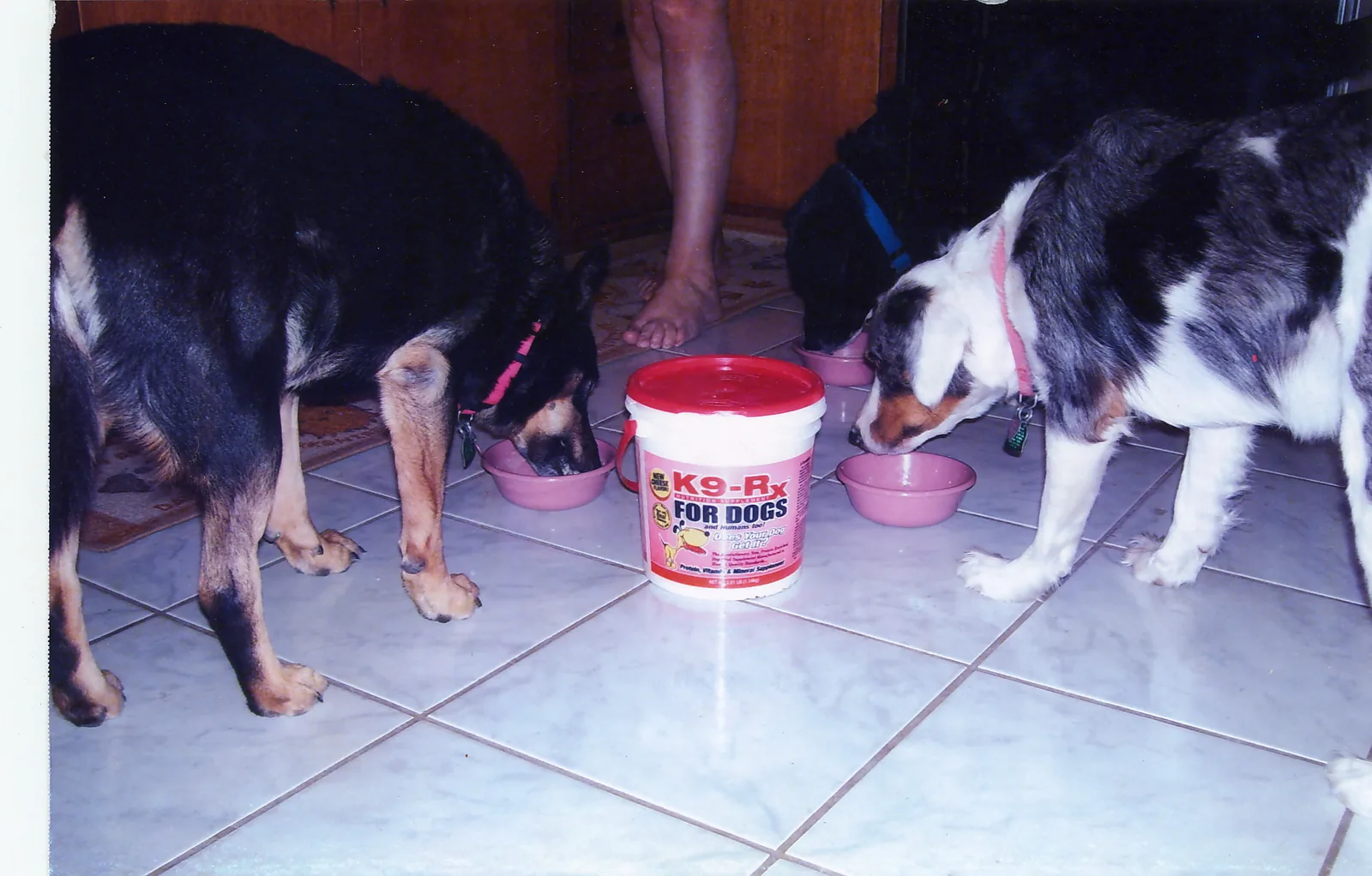 Photo submitted with Kathy Evans, Kermit, TX’s K9-Rx testimonial
