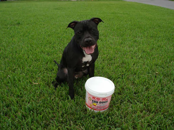 Photo submitted with Maurice Katz’s K9-Rx testimonial