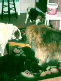 Photo submitted with Lynn Rice-Miller's K9-Rx testimonial