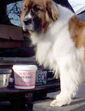 Photo submitted with Debra Rudzik, Albany, Oregon's K9-Rx testimonial