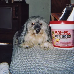 Photo submitted with Michael Beneke, Fresno, CA's K9-Rx testimonial