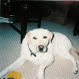 Photo submitted with Cat Brookhart's K9-Rx testimonial