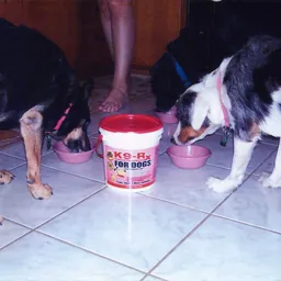 Photo submitted with Kathy Evans, Kermit, TX's K9-Rx testimonial