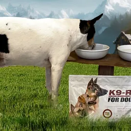 Photo submitted with James L.'s K9-Rx testimonial