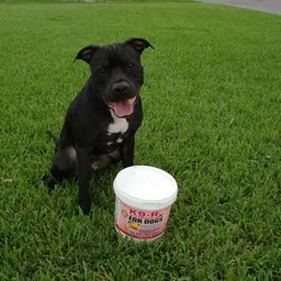 Photo submitted with Maurice Katz's K9-Rx testimonial