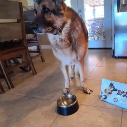 Photo submitted with Russ G.'s K9-Rx testimonial