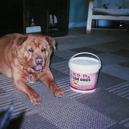 Photo submitted with Jeanine Salinas's K9-Rx testimonial