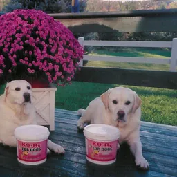 Photo submitted with Joyce Serschen's K9-Rx testimonial
