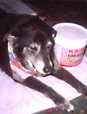 Photo submitted with Mary Ann & David Shaffer's K9-Rx testimonial